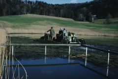 ‚Seekuh‘ reinigt äusseren Weiher