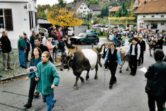 100-J VZG, Kühe, Hof (St. Michael) Oberdorf, Bäretswil