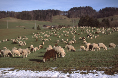 Höhenstrasse nach Wappenswil mit Schafherde Höhenstrasse nach Wappenswil mit Schafherde