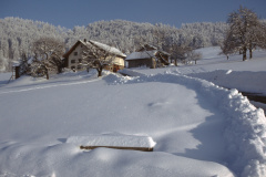 Schwarzweid im Winter