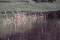 Sagiweiher mit Fischreiher Sagiweiher mit Fischreiher